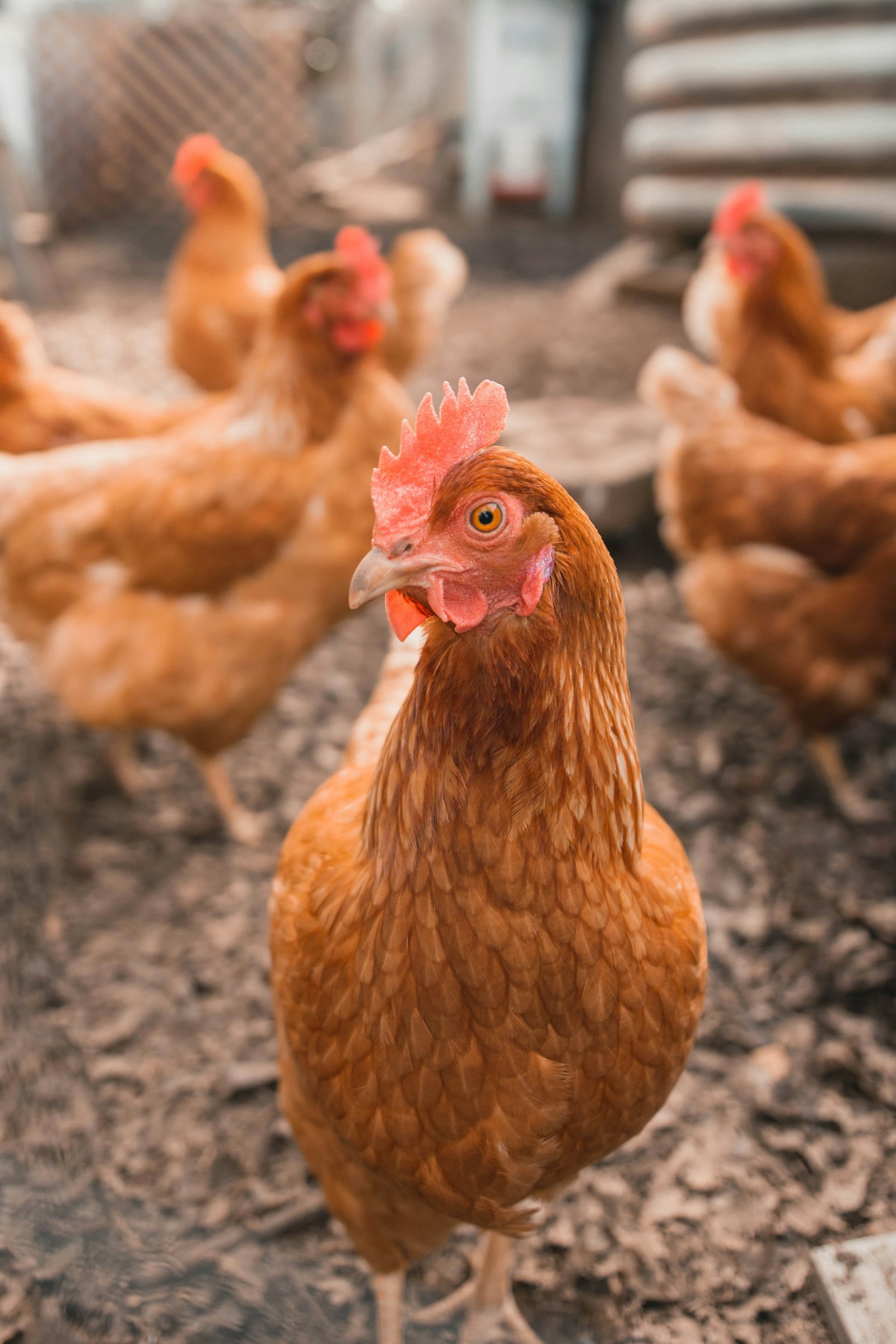 Layer hens in a commercial poultry shed
